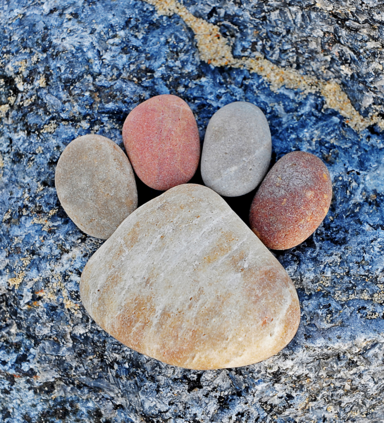 Pet Cremation Cost Water Cremation Paws to Heaven