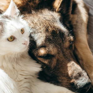 In-Home Pet Euthanasia